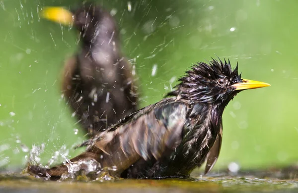 Gros Plan Petits Oiseaux Dans Étang — Photo