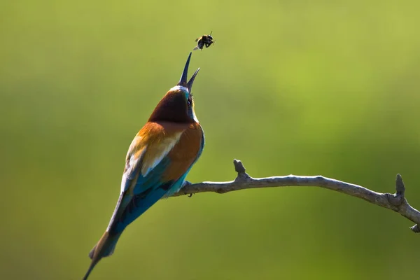 Primo Piano Colorato Mangiatore Api Europeo — Foto Stock