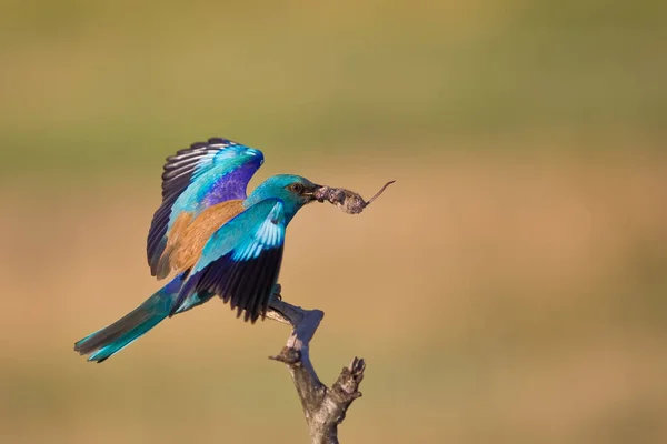 Звичайна Сиворакша Coracias Garrulus — стокове фото