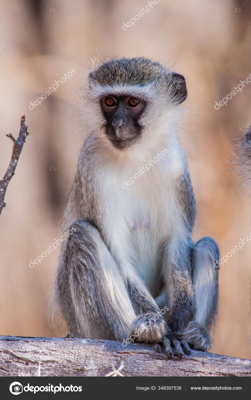 Foto de Macaco Vervetchlorocebus Pygerythrus e mais fotos de stock