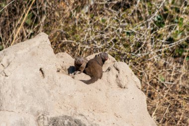 Ölü bir deniz kaplumbağasının kayadaki yakın çekimi.