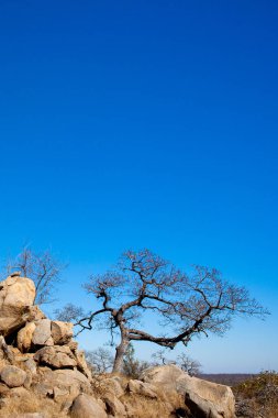 Güney Afrika 'daki Kruger Ulusal Parkı' nda Afrika manzarası