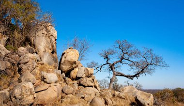 Güney Afrika 'daki Kruger Ulusal Parkı' nda Afrika manzarası