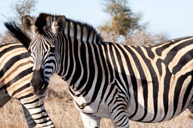 Zebralar Ngorongoro Kraterinde, Tanzanya