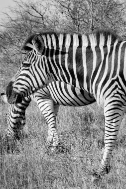 Zebralar Ngorongoro Kraterinde, Tanzanya