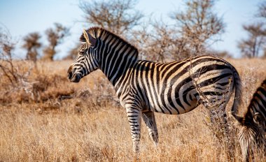 Zebralar Ngorongoro Kraterinde, Tanzanya