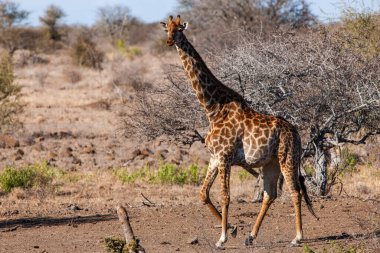 Güney Afrika 'daki Kruger Ulusal Parkı' nda zürafa. Dünyanın en büyük vahşi yaşam izleme merkezlerinden biri..