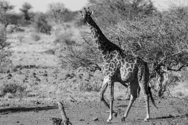 Güney Afrika 'daki Kruger Ulusal Parkı' nda zürafa. Dünyanın en büyük vahşi yaşam izleme merkezlerinden biri..