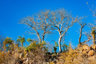 Güney Afrika 'daki Kruger Ulusal Parkı' nda Afrika manzarası