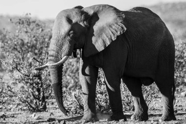 Kruger Ulusal Parkı 'ndaki Afrika fili ve Güney Afrika' daki en büyük oyun rezervlerinden biri..