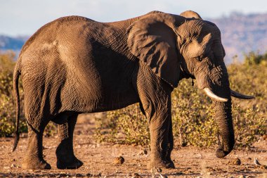 Kruger Ulusal Parkı 'ndaki Afrika fili ve Güney Afrika' daki en büyük oyun rezervlerinden biri..