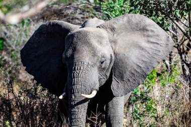 Kruger Ulusal Parkı 'ndaki Afrika fili ve Güney Afrika' daki en büyük oyun rezervlerinden biri..