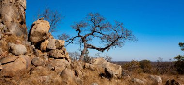Güney Afrika 'daki Kruger Ulusal Parkı' nda Afrika manzarası