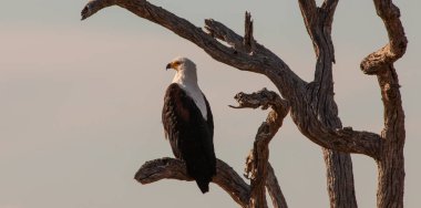 Güney Afrika 'daki Kruger Ulusal Parkı' nda kuru bir ağaç dalında oturan Afrika balık kartalı.. 