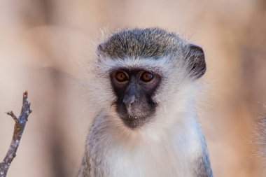 Kruger Ulusal Parkı, Güney Afrika 'da Vervet maymunları (Chlorocebus pygerythrus)