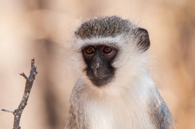 Kruger Ulusal Parkı, Güney Afrika 'da Vervet maymunları (Chlorocebus pygerythrus)
