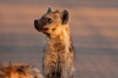Kruger Ulusal Parkı, Güney Afrika 'da sırtlan görüldü.