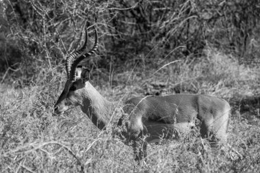Güney Afrika Kruger Ulusal Parkı 'nda İmpala Antilopları