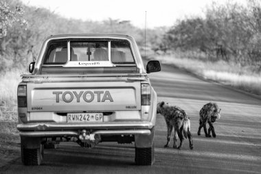 2009 'da Kruger Ulusal Parkı' nda bir safari aracının etrafında sırtlan görüldü.
