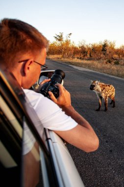 Tanımlanamayan turist, 2009 'da Kruger Ulusal Parkı' nda Benekli Sırtlan fotoğrafı çekiyor.