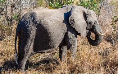 Afrika fili Kruger Ulusal Parkı, Güney Afrika.