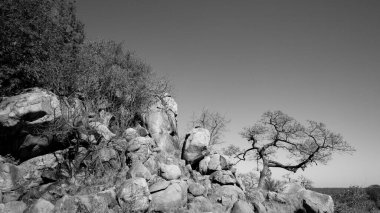 Güney Afrika 'daki Kruger Ulusal Parkı' nda Afrika manzarası