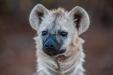 Kruger Ulusal Parkı, Güney Afrika 'da sırtlan görüldü.