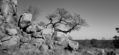 Güney Afrika 'daki Kruger Ulusal Parkı' nda Afrika manzarası