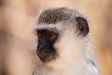 Kruger Ulusal Parkı, Güney Afrika 'da Vervet maymunları (Chlorocebus pygerythrus)