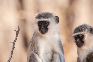 Kruger Ulusal Parkı, Güney Afrika 'da Vervet maymunları (Chlorocebus pygerythrus)