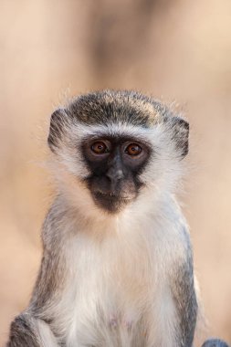 Kruger Ulusal Parkı, Güney Afrika 'da Vervet maymunları (Chlorocebus pygerythrus)