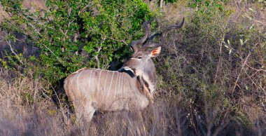 Savanadaki güzel bir geyiğin yakın çekimi.