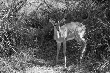Güney Afrika Kruger Ulusal Parkı 'nda İmpala Antilopları