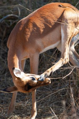 Güney Afrika Kruger Ulusal Parkı 'nda İmpala Antilopları
