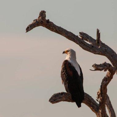 Güney Afrika 'daki Kruger Ulusal Parkı' nda kuru bir ağaç dalında oturan Afrika balık kartalı.. 