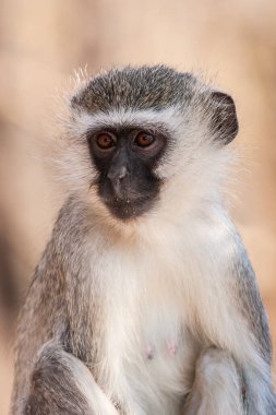 Kruger Ulusal Parkı, Güney Afrika 'da Vervet maymunları (Chlorocebus pygerythrus)