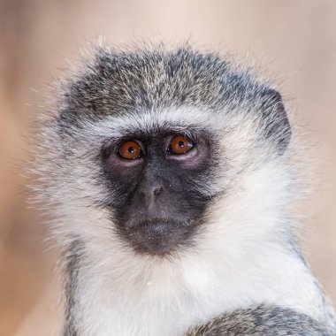 Kruger Ulusal Parkı, Güney Afrika 'da Vervet maymunları (Chlorocebus pygerythrus)