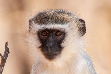 Kruger Ulusal Parkı, Güney Afrika 'da Vervet maymunları (Chlorocebus pygerythrus)