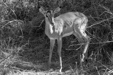 Güney Afrika Kruger Ulusal Parkı 'nda İmpala Antilopları