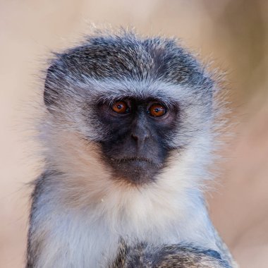 Kruger Ulusal Parkı, Güney Afrika 'da Vervet maymunları (Chlorocebus pygerythrus)