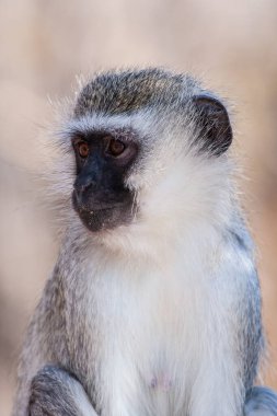 Kruger Ulusal Parkı, Güney Afrika 'da Vervet maymunları (Chlorocebus pygerythrus)