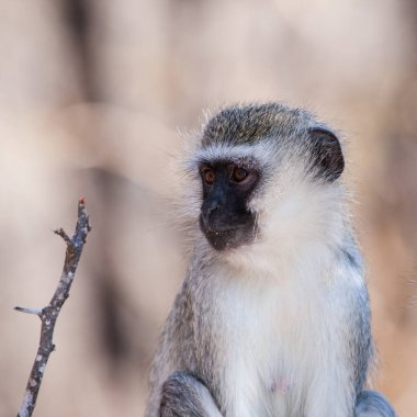 Kruger Ulusal Parkı, Güney Afrika 'da Vervet maymunları (Chlorocebus pygerythrus)