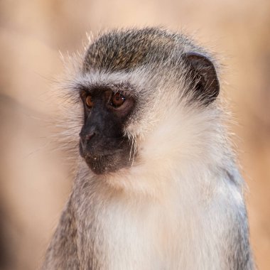 Kruger Ulusal Parkı, Güney Afrika 'da Vervet maymunları (Chlorocebus pygerythrus)