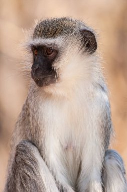 Kruger Ulusal Parkı, Güney Afrika 'da Vervet maymunları (Chlorocebus pygerythrus)