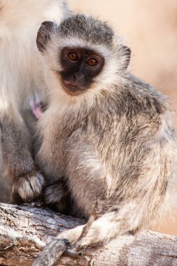 Kruger Ulusal Parkı, Güney Afrika 'da Vervet maymunları (Chlorocebus pygerythrus)