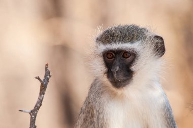 Kruger Ulusal Parkı, Güney Afrika 'da Vervet maymunları (Chlorocebus pygerythrus)