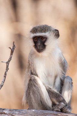 Kruger Ulusal Parkı, Güney Afrika 'da Vervet maymunları (Chlorocebus pygerythrus)