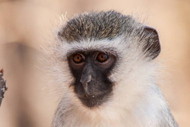 Kruger Ulusal Parkı, Güney Afrika 'da Vervet maymunları (Chlorocebus pygerythrus)