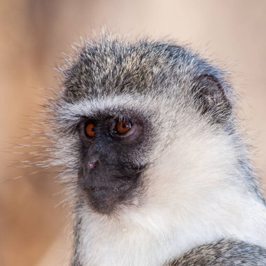 Kruger Ulusal Parkı, Güney Afrika 'da Vervet maymunları (Chlorocebus pygerythrus)