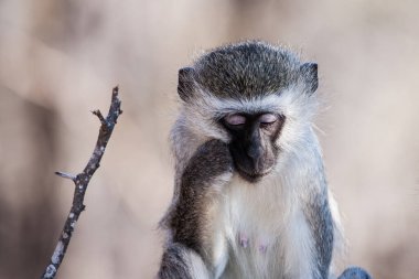 Kruger Ulusal Parkı, Güney Afrika 'da Vervet maymunları (Chlorocebus pygerythrus)